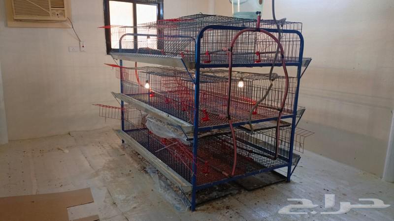 Meat chicken batteries63157195877633111