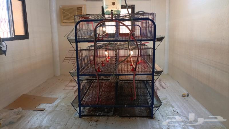Meat chicken batteries63157195877633112