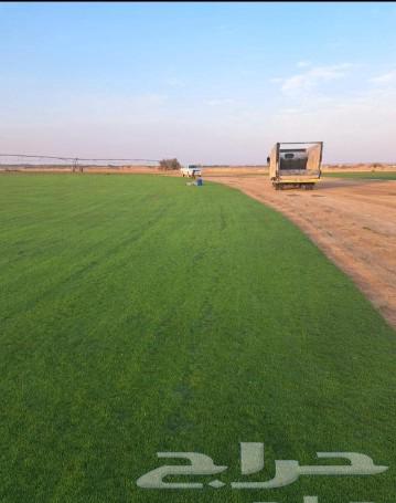 Thil Si 2000, pure and natural, say grasshopper63153441227394111