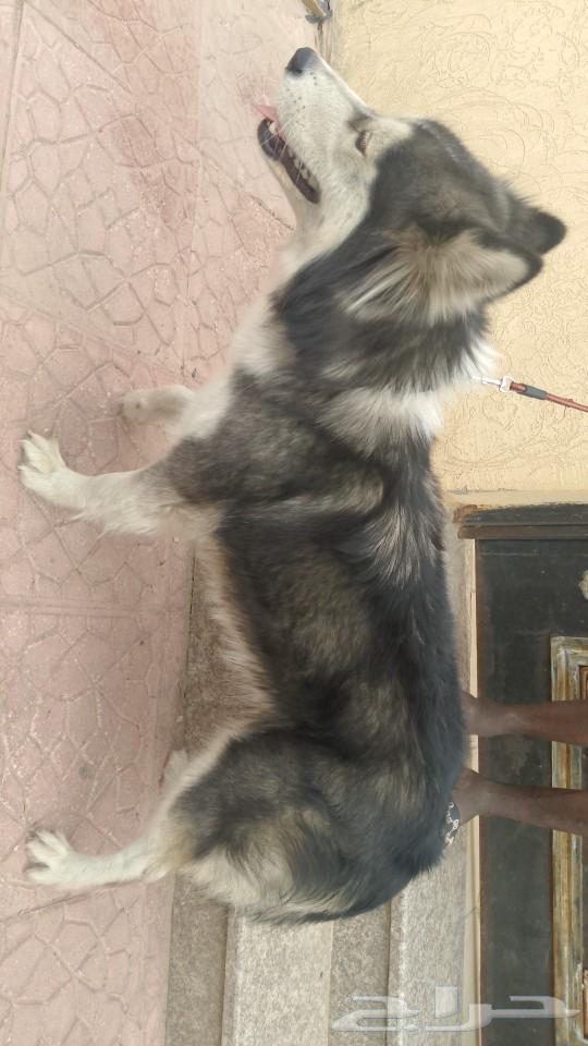 Your dog, may God exalt you, a Husky, is 9 months old.631543702969621120