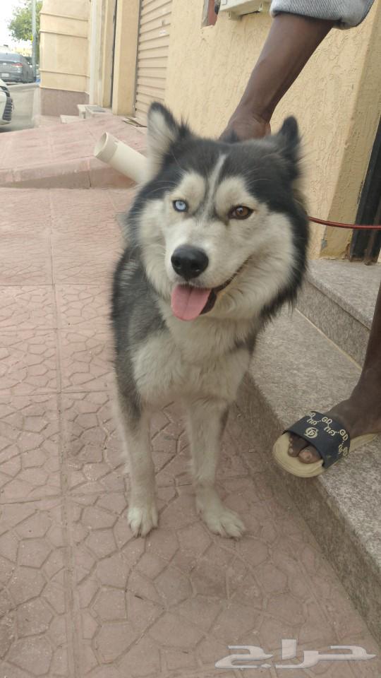 Your dog, may God exalt you, a Husky, is 9 months old.63154370296962111