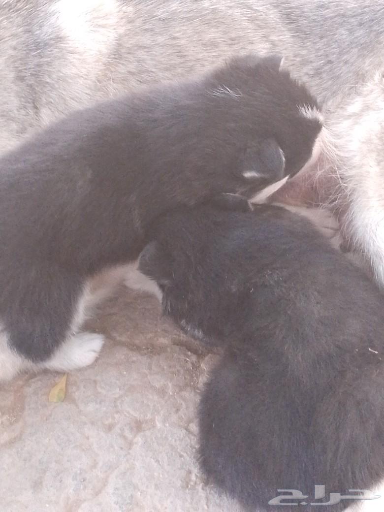 Husky for sale, one month old, quantity 263152968873218112