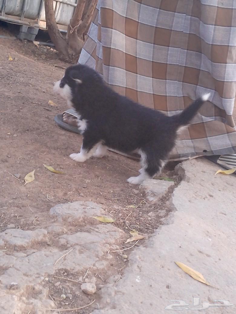 Husky for sale, one month old, quantity 2631529688732181124