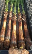 Washingtonian palm and Shenton Washingtonia palm for sale63152048049026113