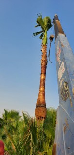 Washingtonian palm and Shenton Washingtonia palm for sale63152048049026111