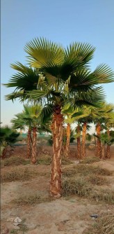 Washingtonian palm and Shenton Washingtonia palm for sale63152048049026114