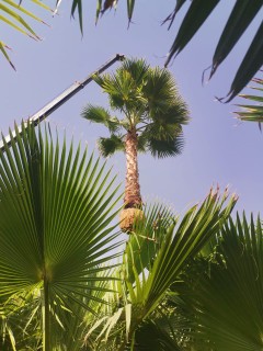Washingtonian palm and Shenton Washingtonia palm for sale63152048049026112