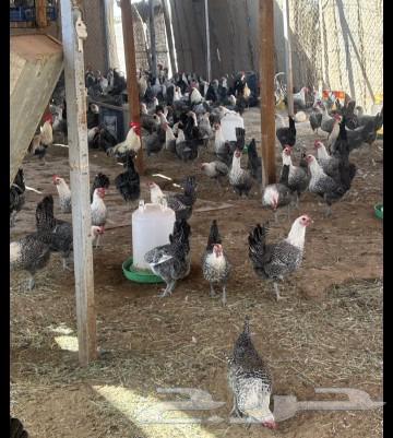 Fawomi chicken, white condition required631511476064011116