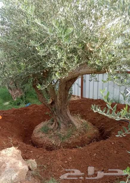 Old olive trees for sale63150232440579112