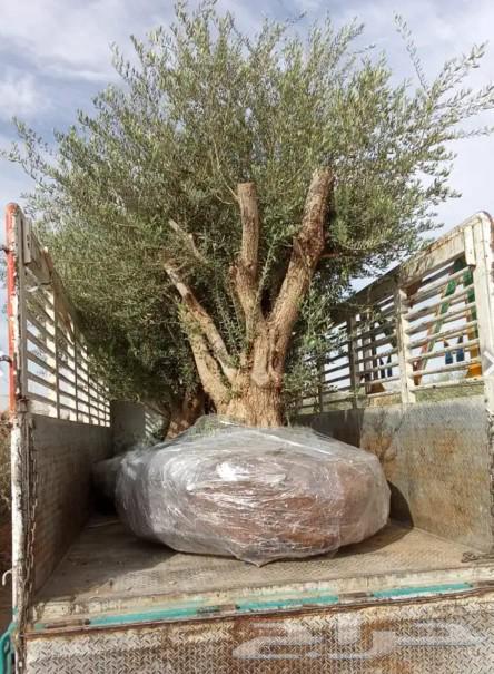 Old olive trees for sale63150232440579113