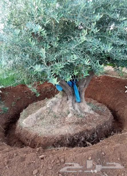 Old olive trees for sale63150232440579111
