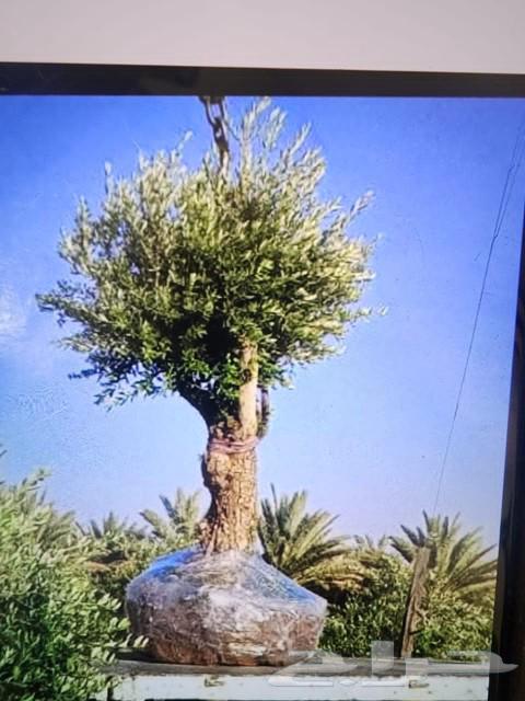 Old olive trees for sale63150232440579114