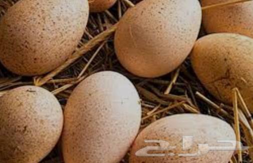 Ethiopian eggs for hatching63149771718787111