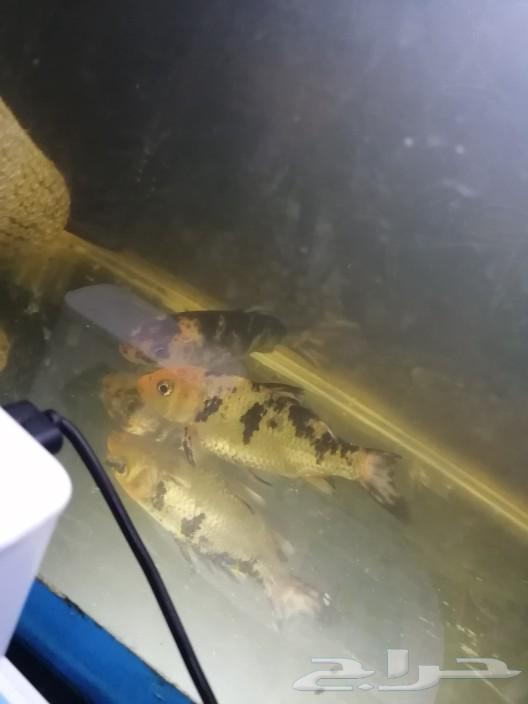 Angelfish and ray fish63150707683202111