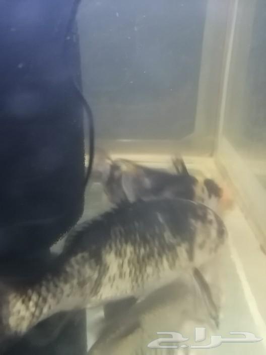 Angelfish and ray fish631507076832021117
