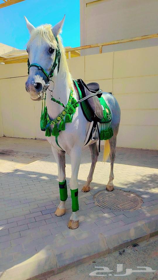 Rent sentences and horses for rent63152043791489114