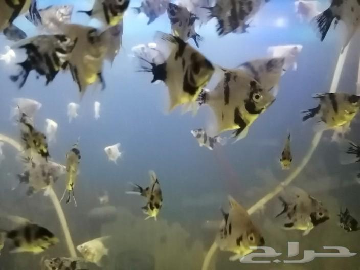 Angelfish and ray fish63150707683202114