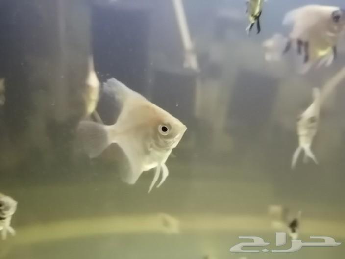 Angelfish and ray fish63150707683202113