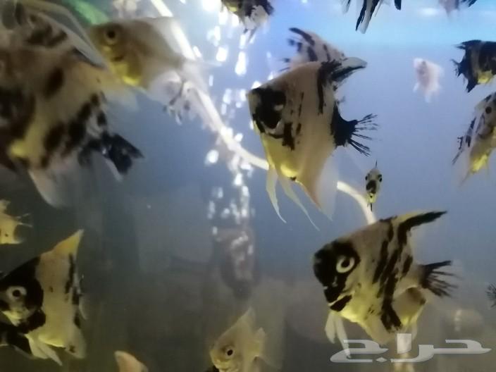 Angelfish and ray fish63150707683202112