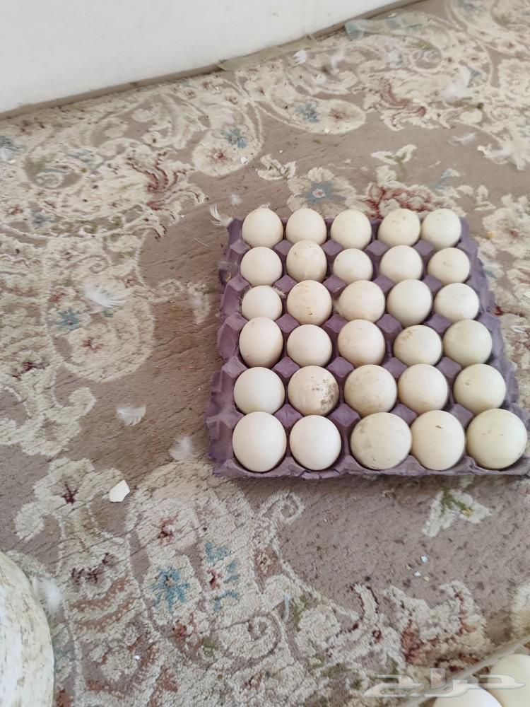 بيض بط مخصب (بط بكيني)631516184476171120