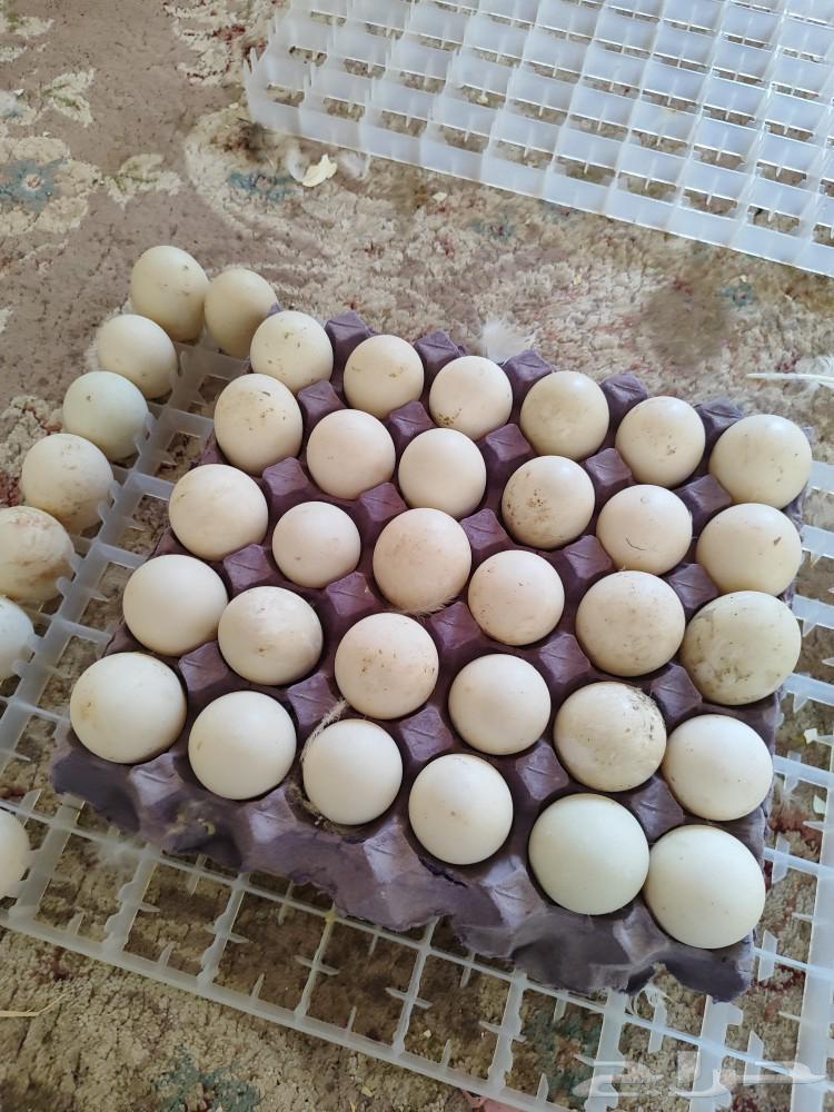 بيض بط مخصب (بط بكيني)63151618447617111