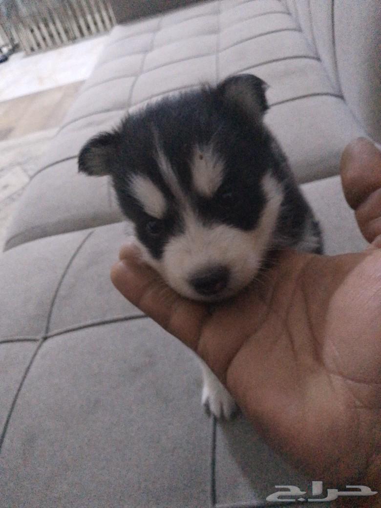 Husky for sale, one month old, quantity 263152968873218114