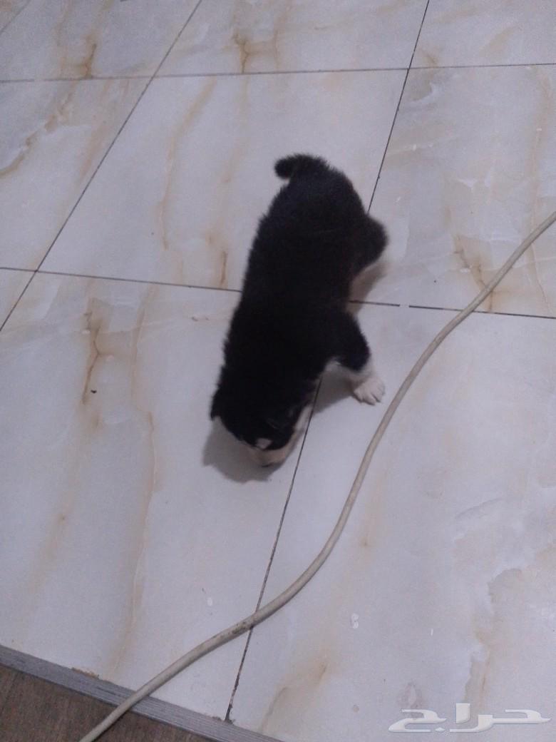 Husky for sale, one month old, quantity 263152968873218113