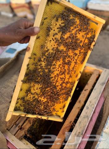 Bees for sale63149342366723111