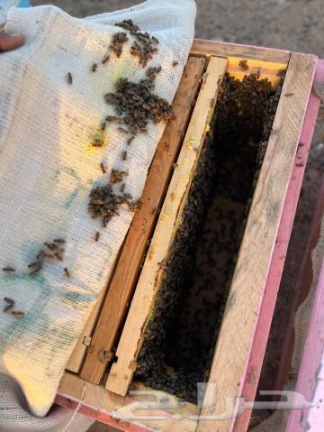 Bees for sale63149342366723112