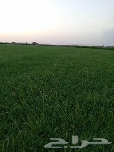 Sheil SI is a pure and natural grass variety, the top farm outside number one in Sheil.63148853116930112