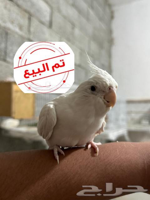 A tame crow. Sold63170146331137115