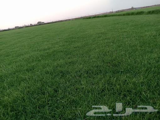 Sheil SI is a pure and natural grass variety, the top farm outside number one in Sheil.63148853116930111