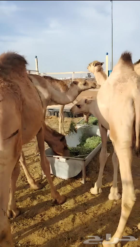 حاشي صومالي63148374013187112