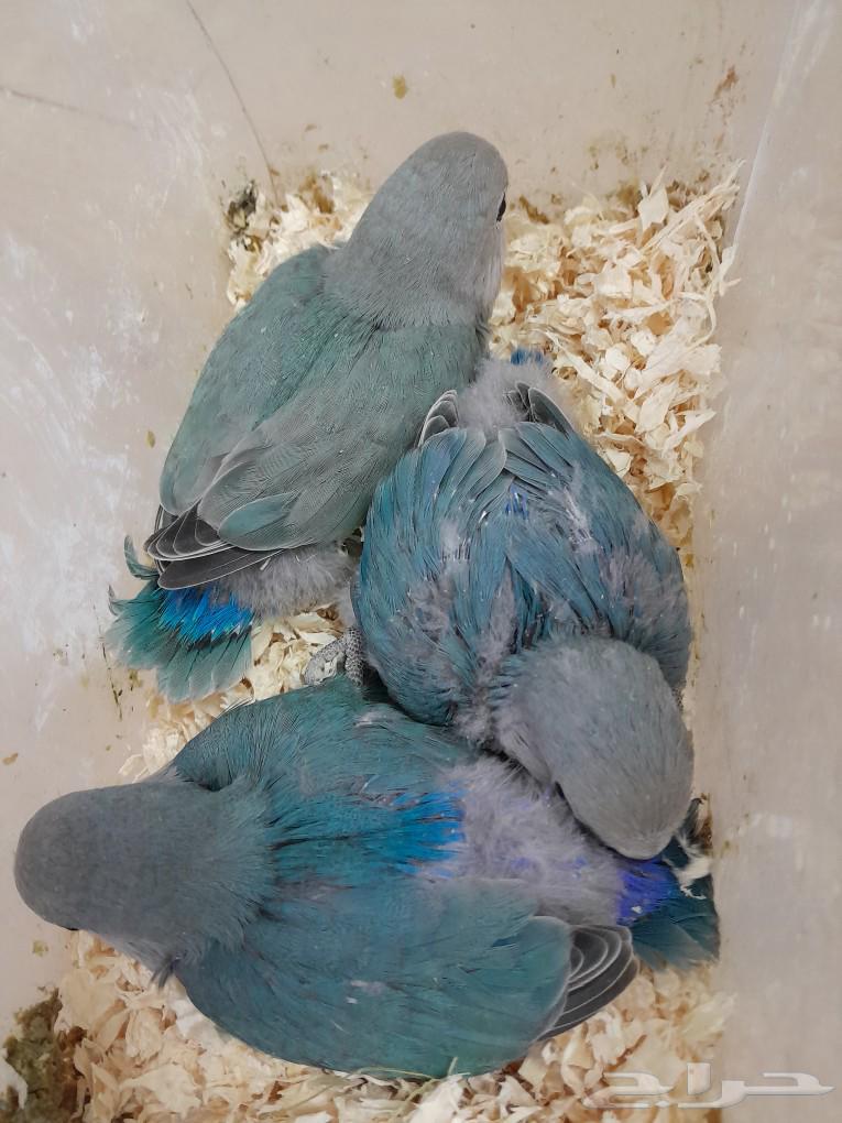 Chicken for sale (sold)63171049065217112