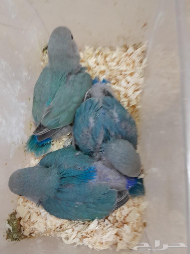 Chicken for sale (sold)63171049065217111