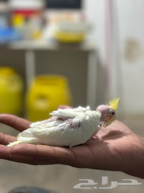 فرخ كروان63255763586307110