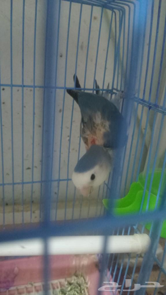 For sale63145081203458111