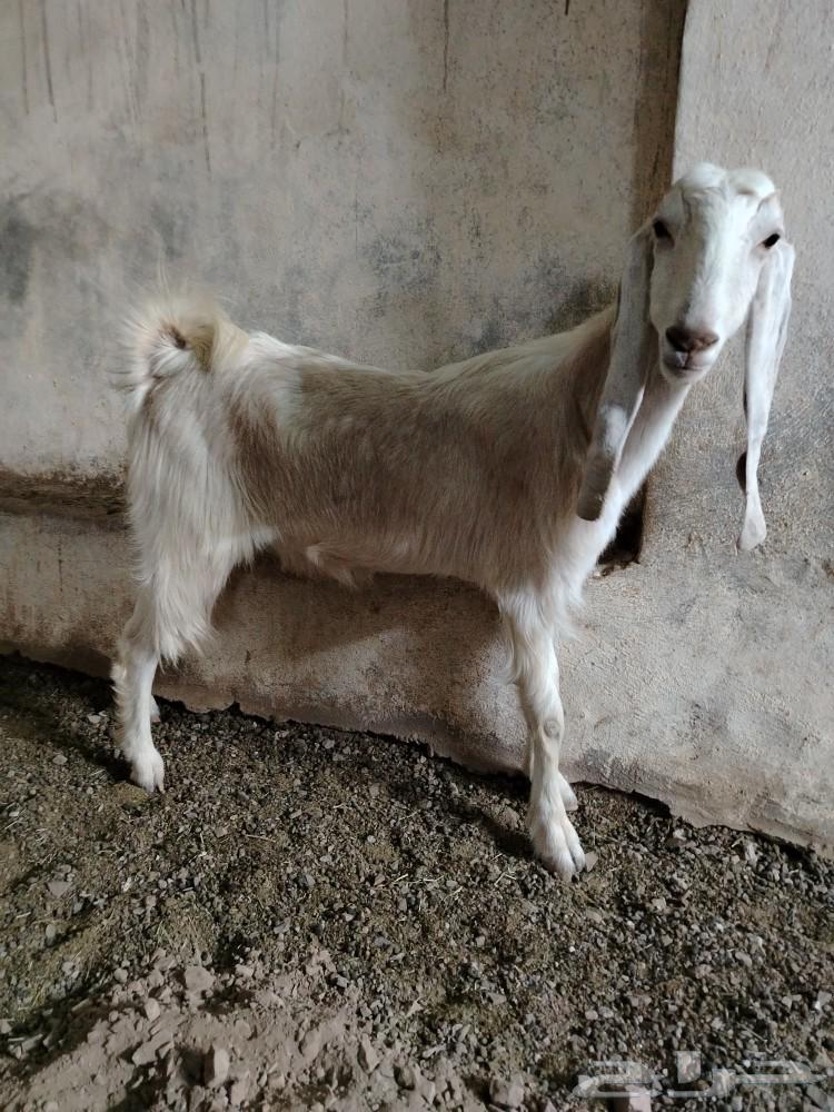 An Egyptian goat, a split kid, a crime.63147444466947114