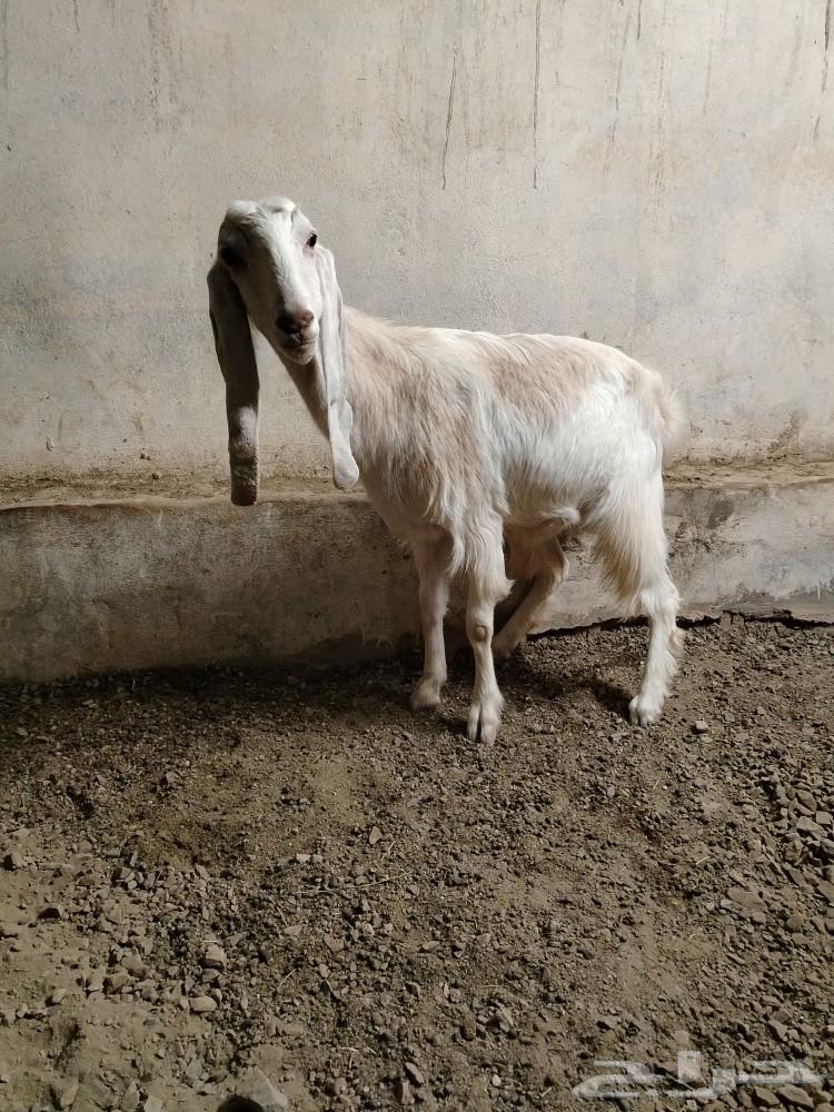 An Egyptian goat, a split kid, a crime.63147444466947111