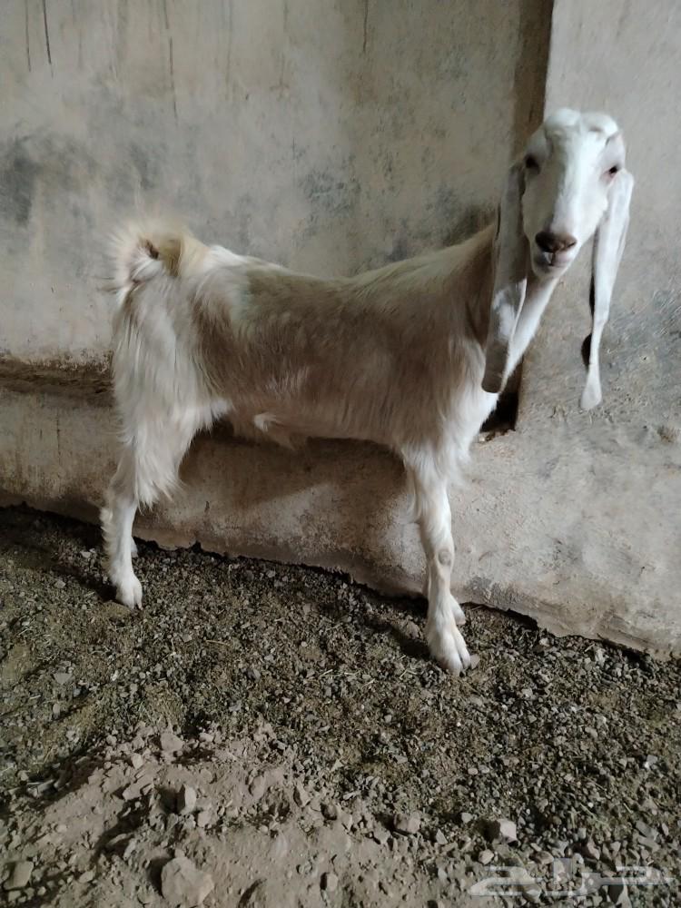An Egyptian goat, a split kid, a crime.63147444466947112