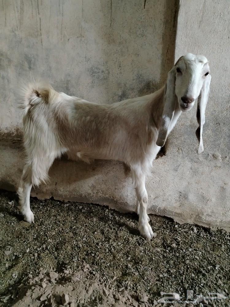 An Egyptian goat, a split kid, a crime.63147444466947113