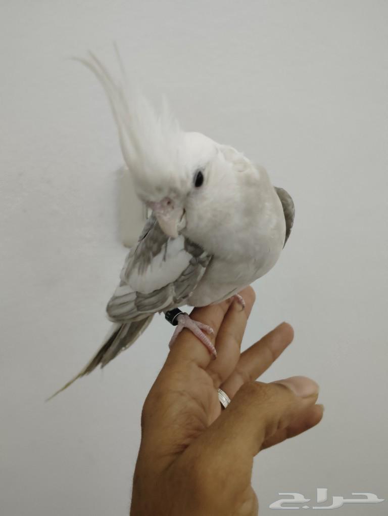 Kroon (cocktail) threatened Dutch-speaking light-colored person63145548846723112