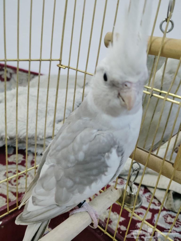 Kroon (cocktail) threatened Dutch-speaking light-colored person63145548846723113