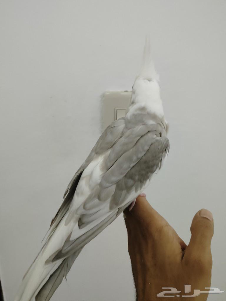 Kroon (cocktail) threatened Dutch-speaking light-colored person63145548846723111