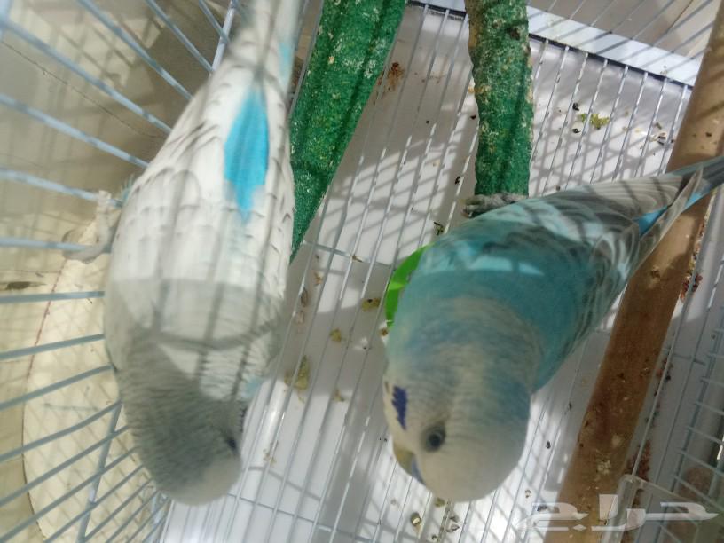 A bird for sale with food but without a cage63145565177730112