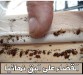 شركة تنظيف بالبخار بالطائف شركة مكافحة حشرات بالطائف630200173989141110