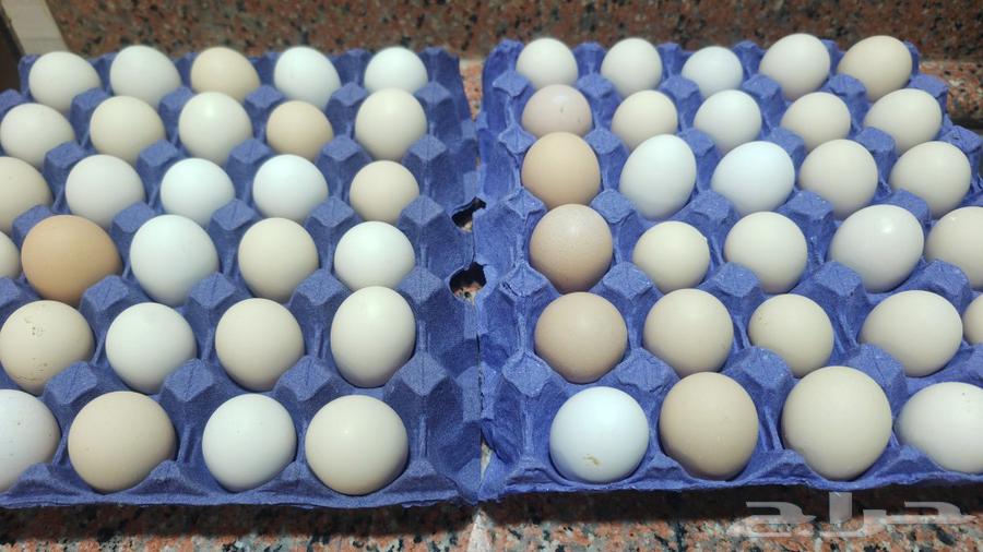 Rare and authentic Arab chicken eggs, a luxurious thing63319884421633111