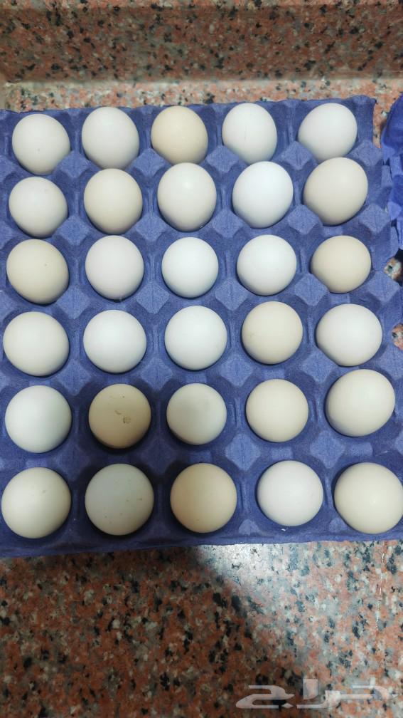 Rare and authentic Arab chicken eggs, a luxurious thing63319884421633113