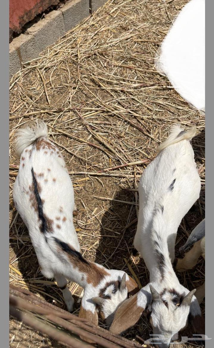 Two goats with wool like a museum, God's will, God bless.63144655578243113