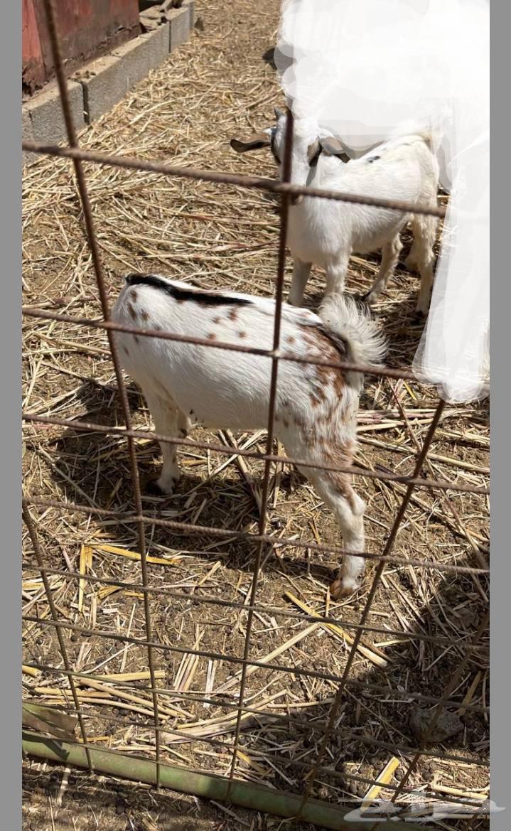 Two goats with wool like a museum, God's will, God bless.63144655578243112